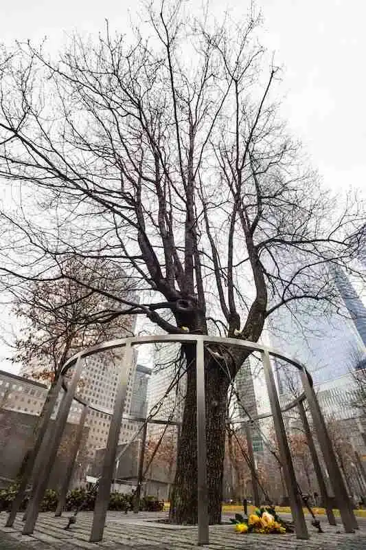 Árbol sobreviviente, World Trade Center Memorial Plaza, Nueva York