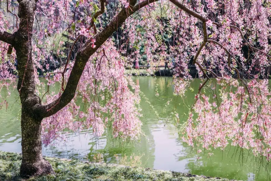 Los cerezos en flor en primavera son un espectáculo imperdible y muy romántico