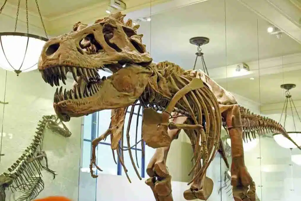 Tyrannosaurus Rex en el Museo Americano de Historia Natural en la ciudad de Nueva York