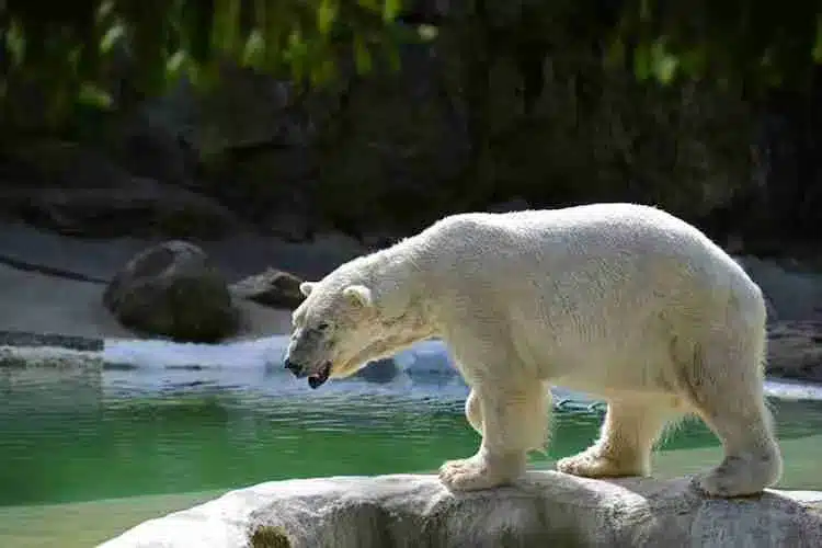 Un oso polar en el Zoológico del Bronx