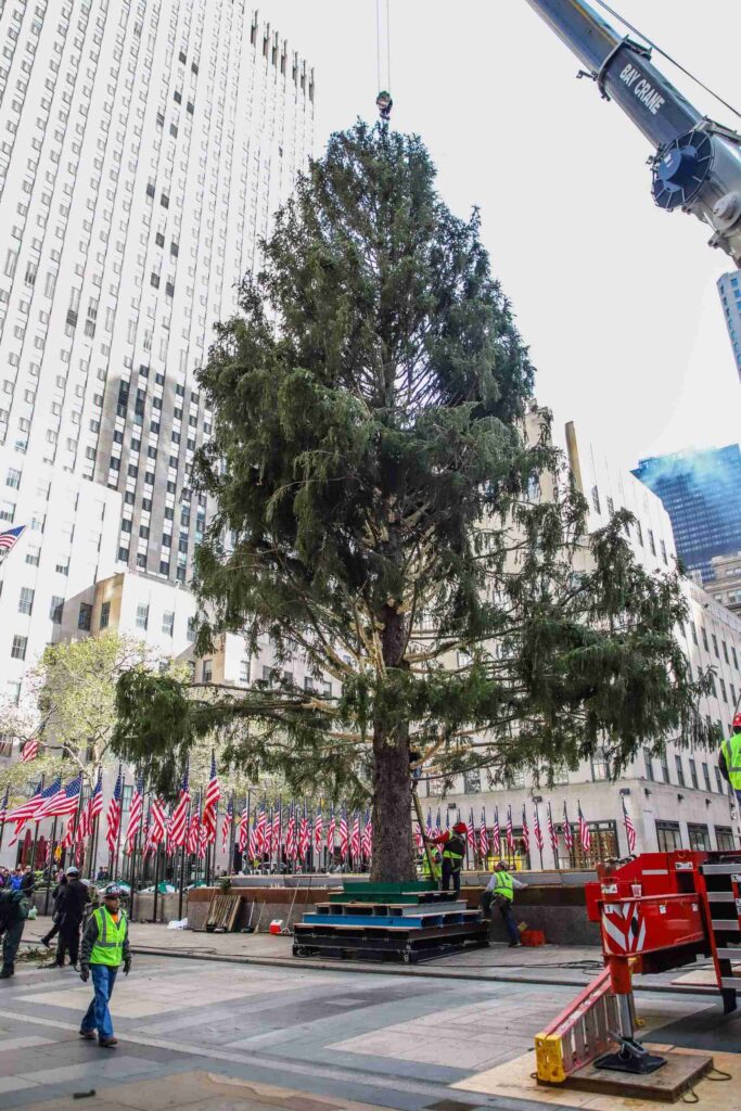 Los trabajos de colocación del Árbol de Navidad del Rockefeller Center